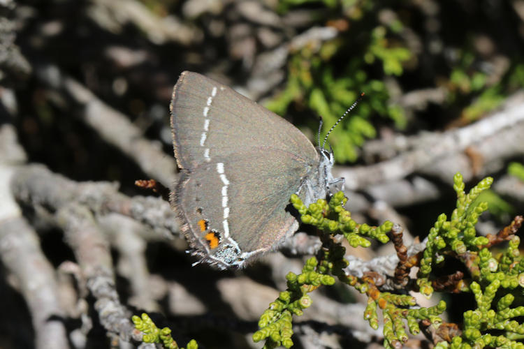 Satyrium spini: Bild 43