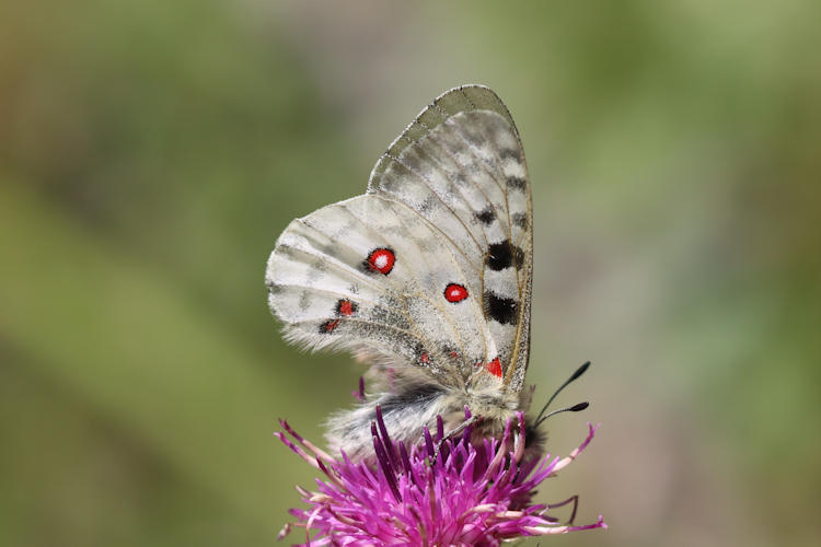 Parnassius apollo: Bild 34