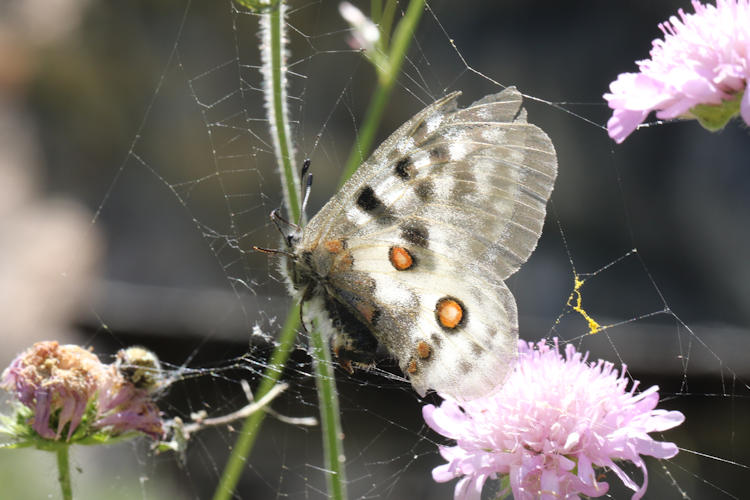 Parnassius apollo: Bild 35