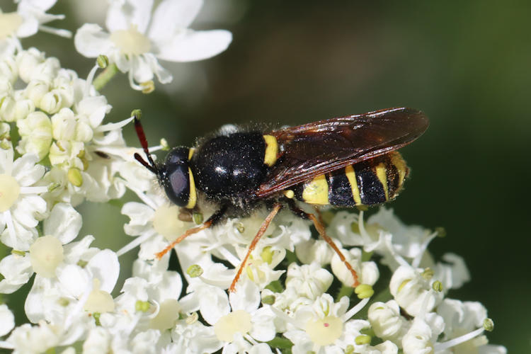 Stratiomys potamida: Bild 3