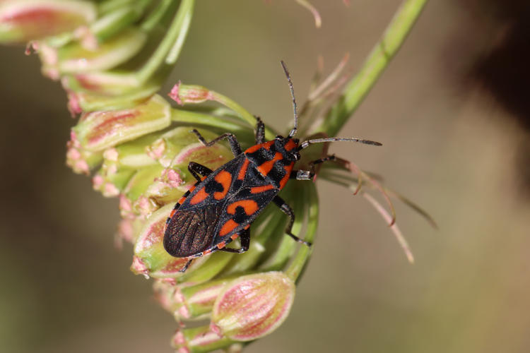 Spilostethus saxatilis: Bild 1