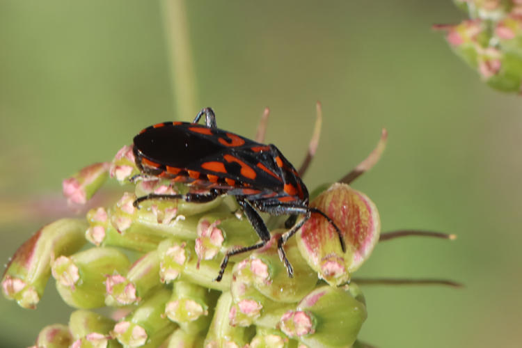 Spilostethus saxatilis: Bild 2