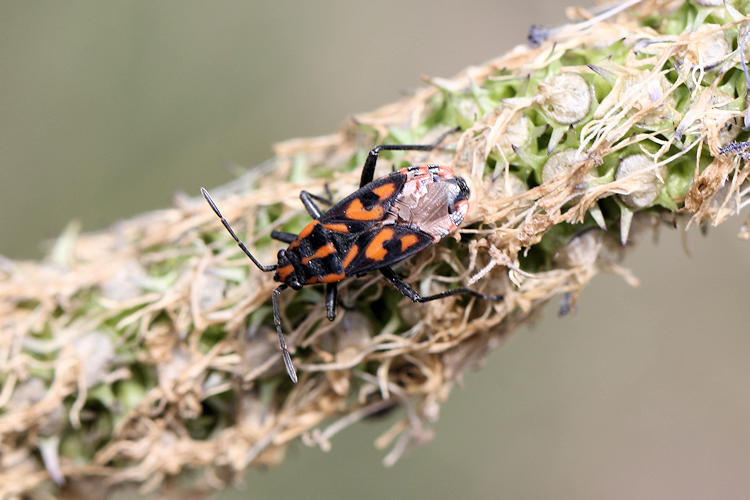 Spilostethus saxatilis: Bild 4