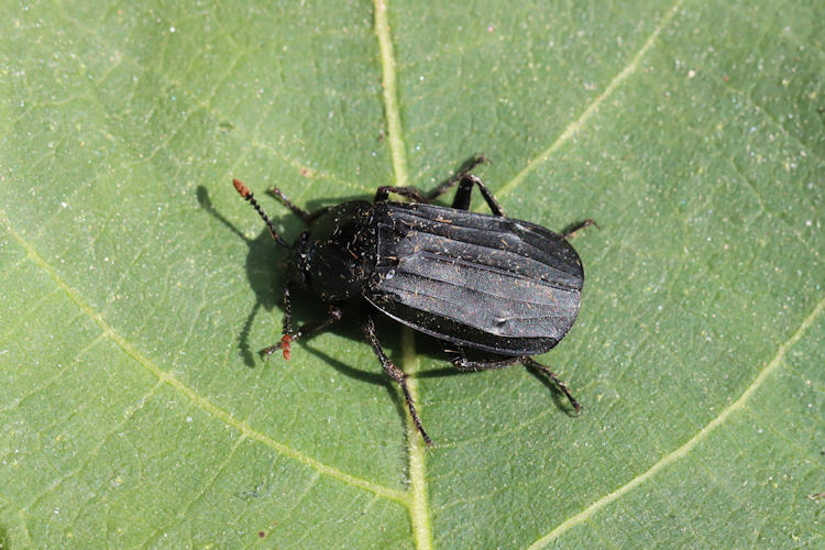 Necrodes littoralis: Bild 3