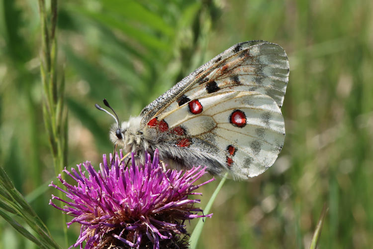 Parnassius apollo: Bild 36