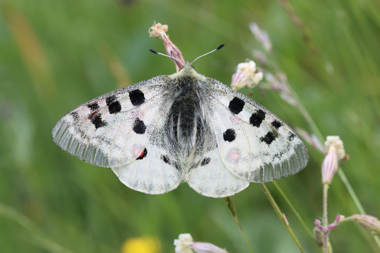 Parnassius apollo: Bild 10