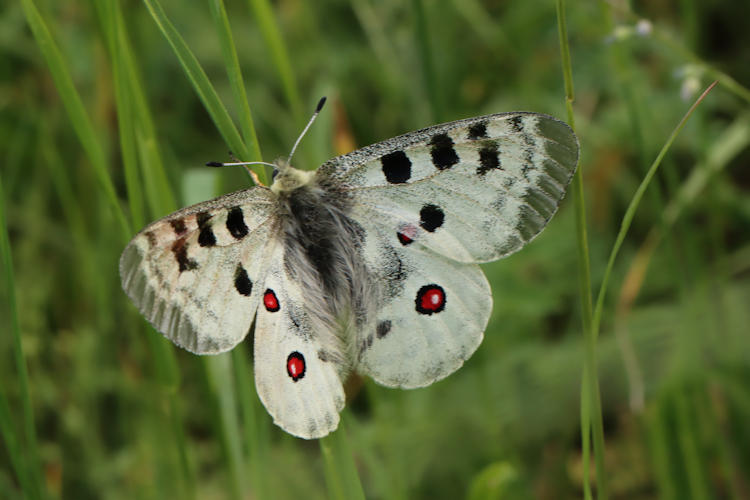 Parnassius apollo: Bild 11