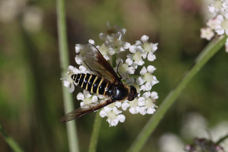 Lomatia lateralis: Bild 1