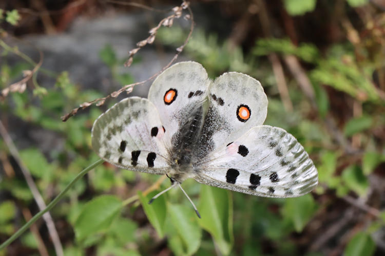 Parnassius apollo: Bild 12