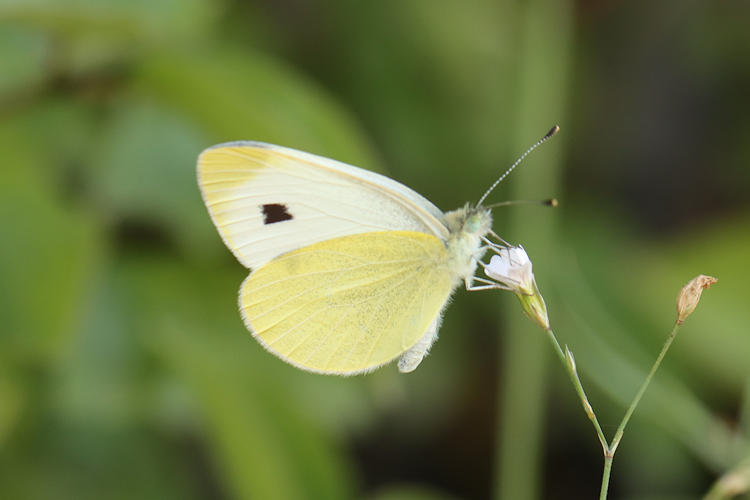 Pieris mannii alpigena: Bild 20