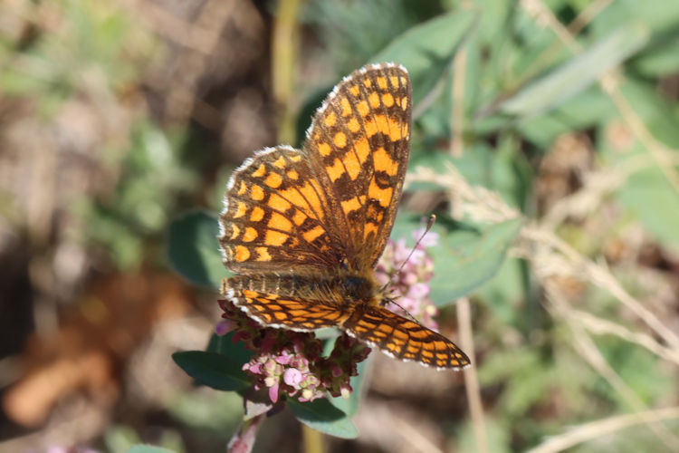 Melitaea deione berisali: Bild 6