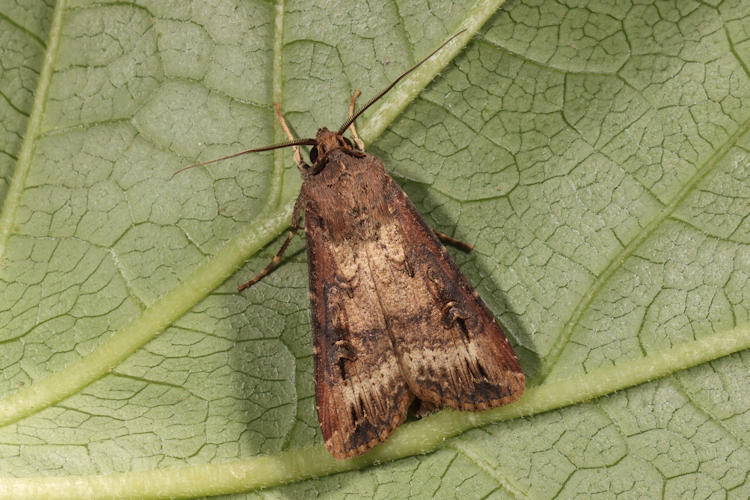 Agrotis ipsilon: Bild 6