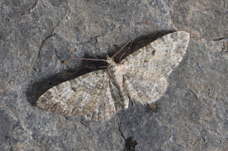 Eupithecia impurata: Bild 11