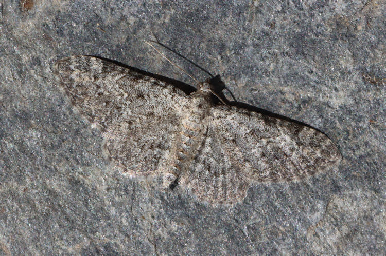 Eupithecia impurata: Bild 13