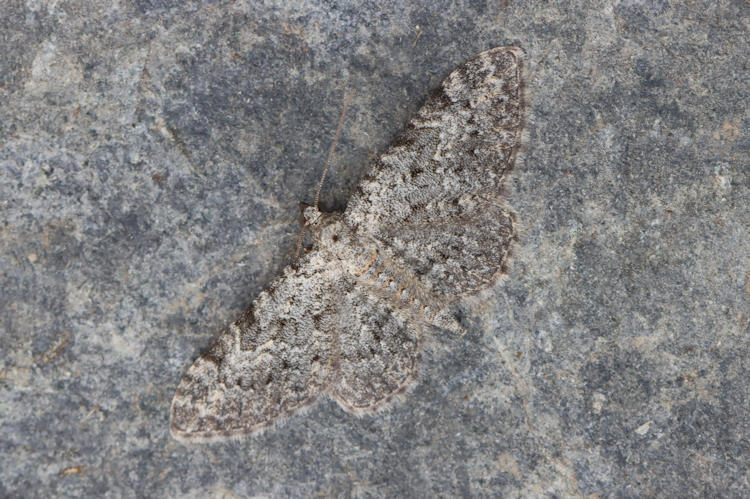 Eupithecia impurata: Bild 14