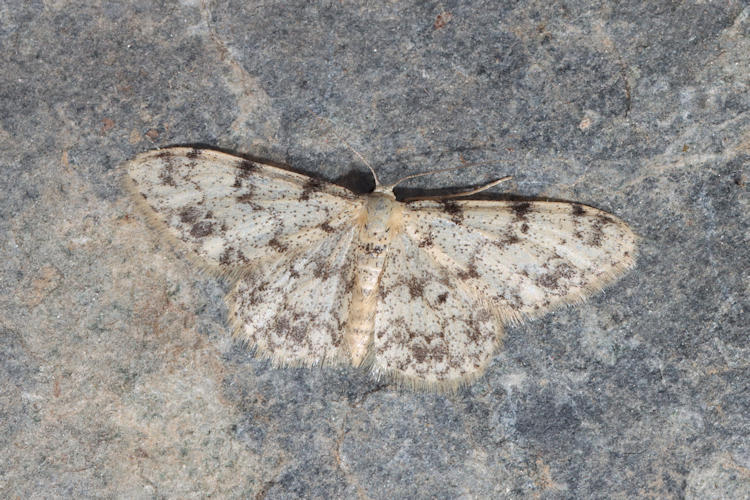 Idaea contiguaria: Bild 8