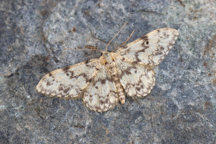 Idaea contiguaria: Bild 9