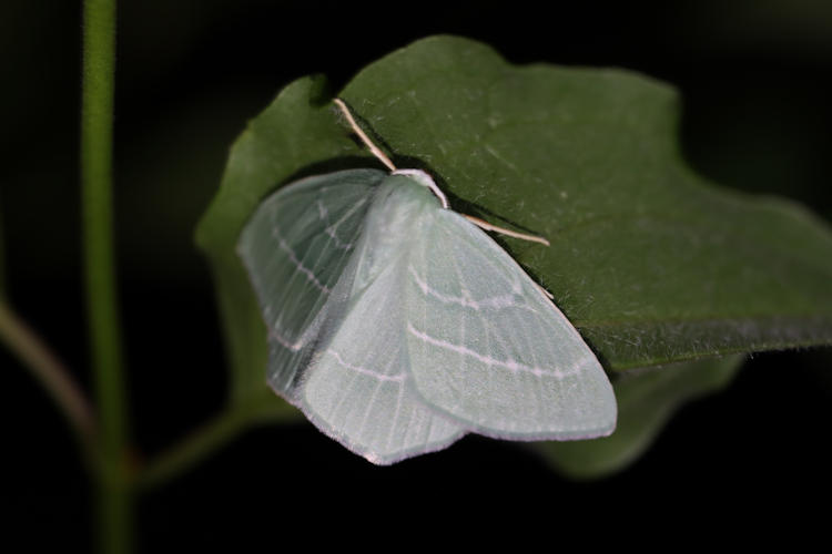 Hemistola chrysoprasaria: Bild 13