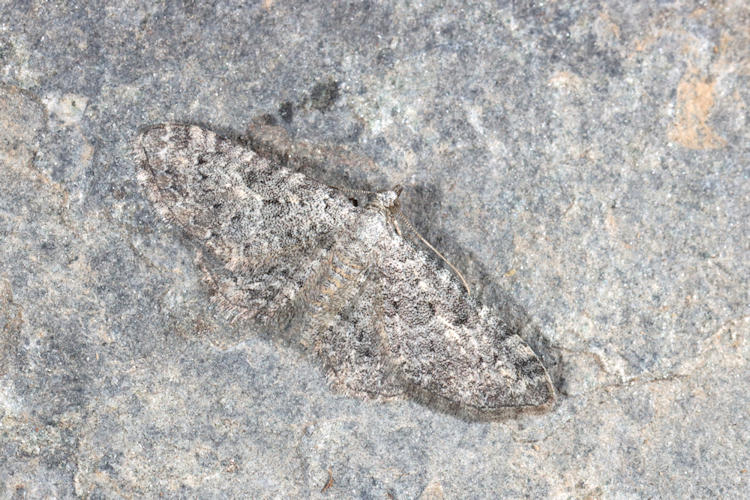 Eupithecia impurata: Bild 15