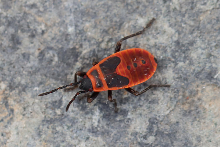 Pyrrhocoris apterus: Bild 1