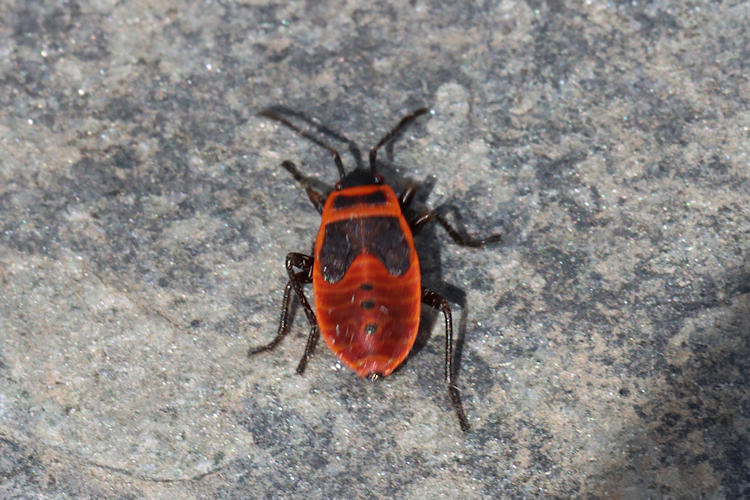 Pyrrhocoris apterus: Bild 2