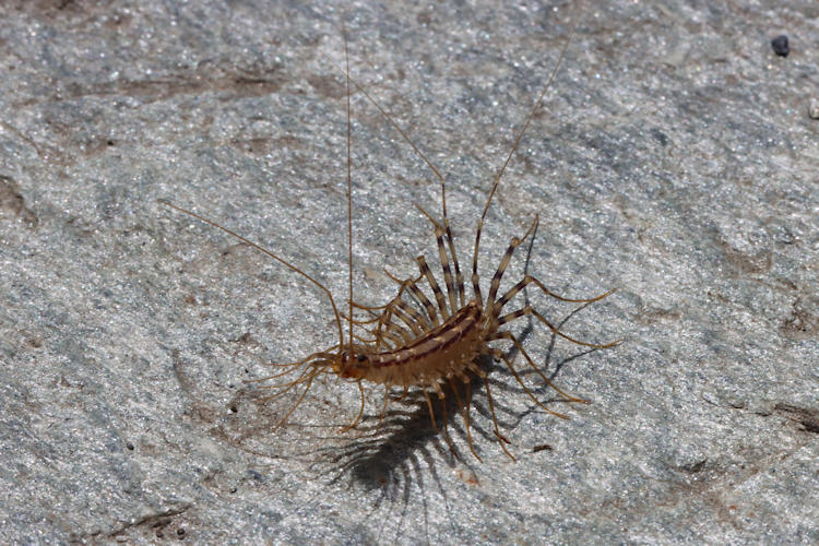 Scutigera coleoptrata: Bild 1