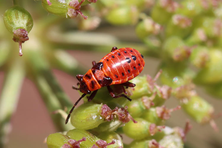 Spilostethus saxatilis: Bild 5