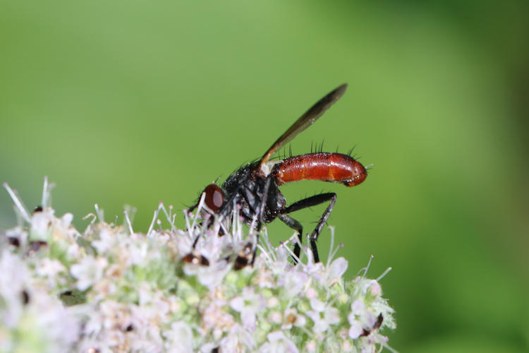 Cylindromyia bicolor: Bild 2