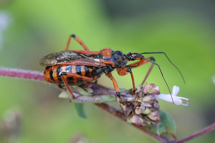 Rhynocoris iracundus: Bild 1