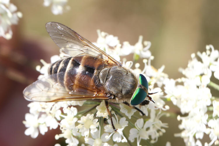 Tabanidae sp.: Bild 3