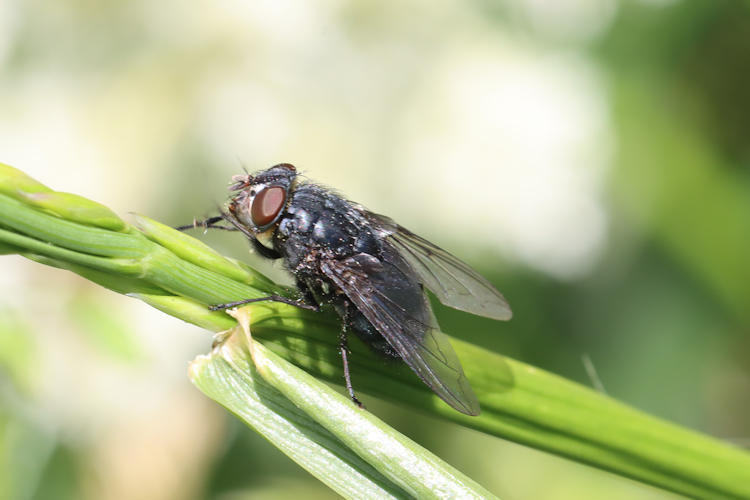 Muscidae sp.: Bild 1