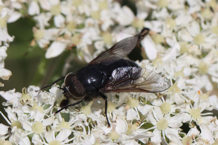 Tabanidae sp.: Bild 4