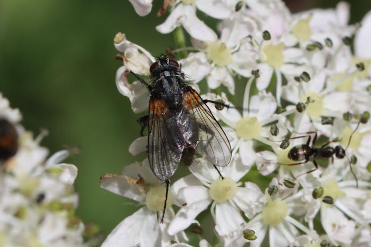 Muscidae sp.: Bild 2