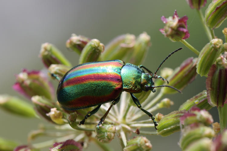 Chrysomelidae sp.: Bild 1