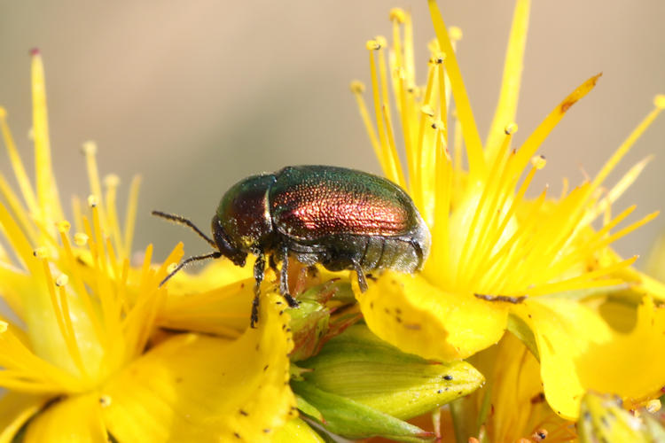 Chrysomelidae sp.: Bild 2