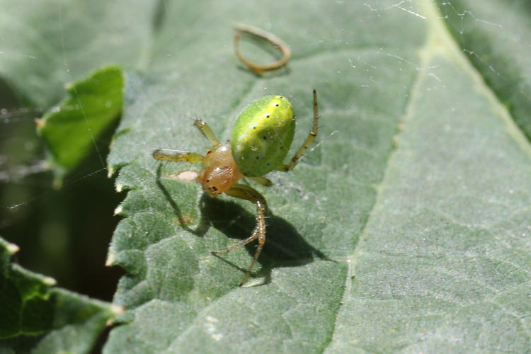 Araniella sp.: Bild 1