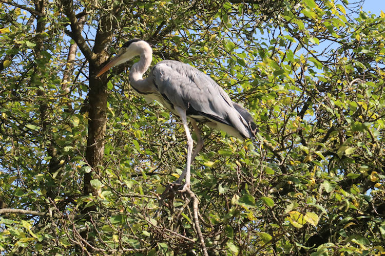 Ardea cinerea: Bild 1