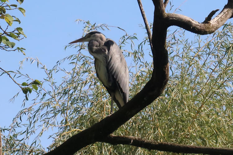 Ardea cinerea: Bild 2