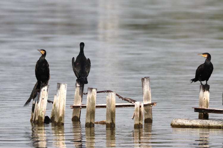 Phalacrocorax carbo: Bild 1