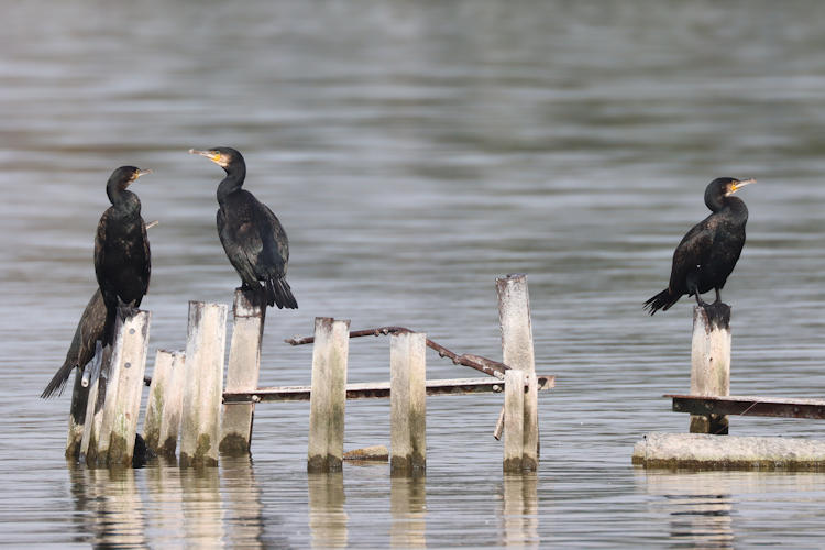 Phalacrocorax carbo: Bild 2