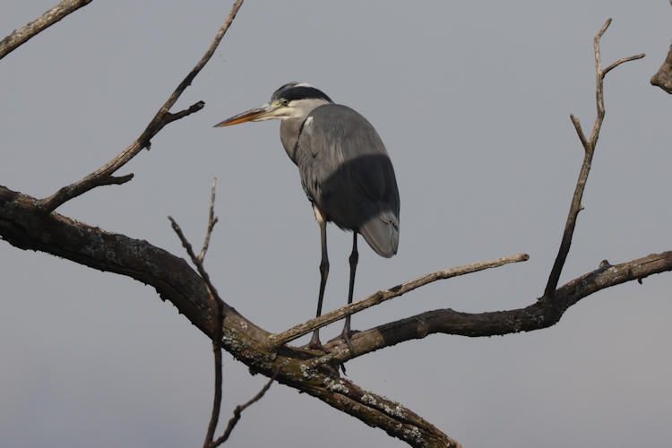 Ardea cinerea: Bild 3