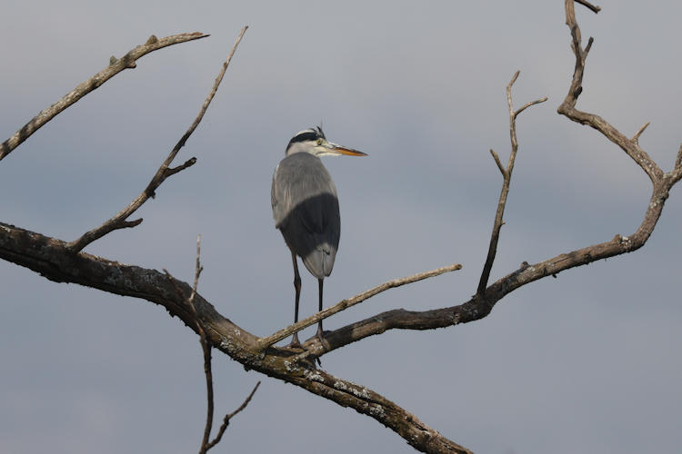 Ardea cinerea: Bild 4