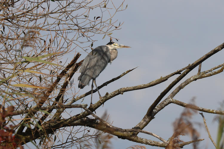 Ardea cinerea: Bild 5