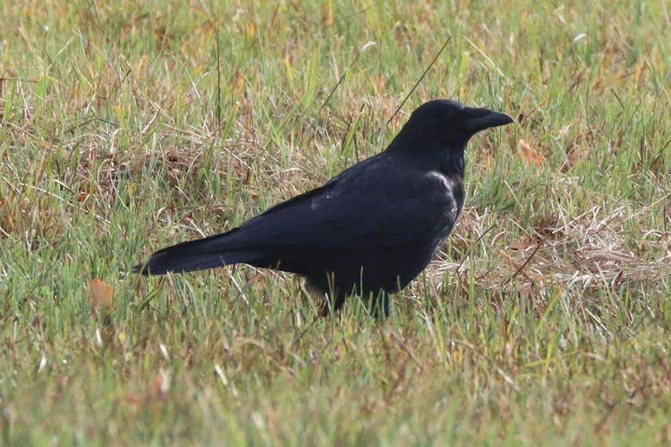 Corvus corone: Bild 3