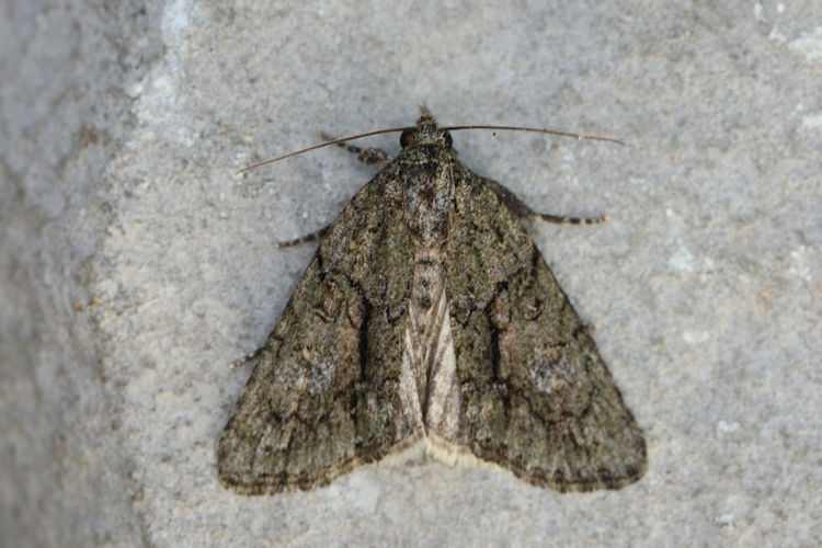 Cryphia simulatricula: Bild 4