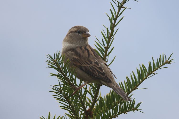 Passer domesticus: Bild 6