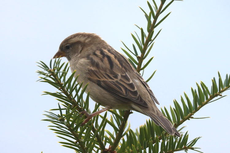 Passer domesticus: Bild 7