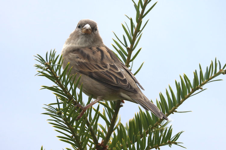 Passer domesticus: Bild 8