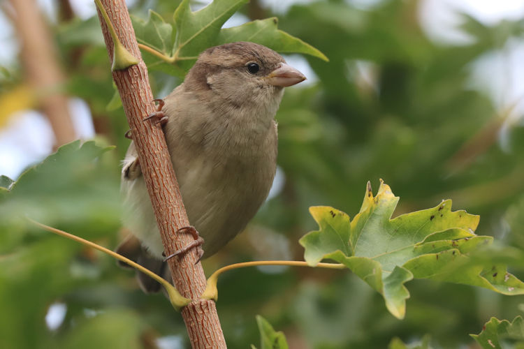 Passer domesticus: Bild 9