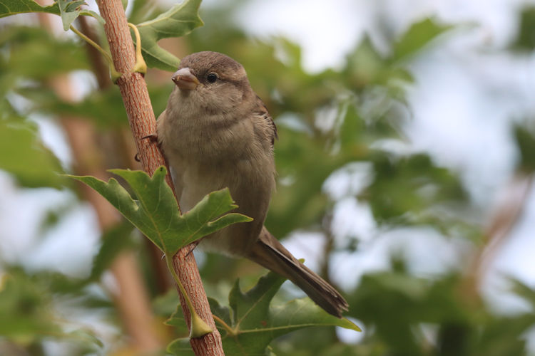 Passer domesticus: Bild 11